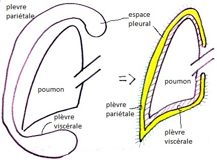 Illustration du site Respiliège