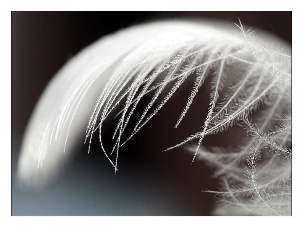 Pris sur "http://www.divinatix.com/wp-content/uploads/2014/09/plume1.jpg"