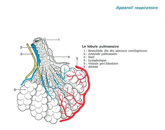 Lobule secondaire de Laënnec