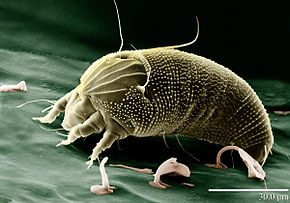 https://upload.wikimedia.org/wikipedia/commons/thumb/5/51/Rust_Mite,_Aceria_anthocoptes.jpg/290px-Rust_Mite,_Aceria_anthocoptes.jpg