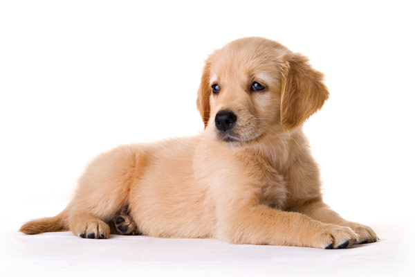 Pris sur "http://images-et-photos.com/wp-content/uploads/sites/3/2015/03/reglement_chien.jpg"