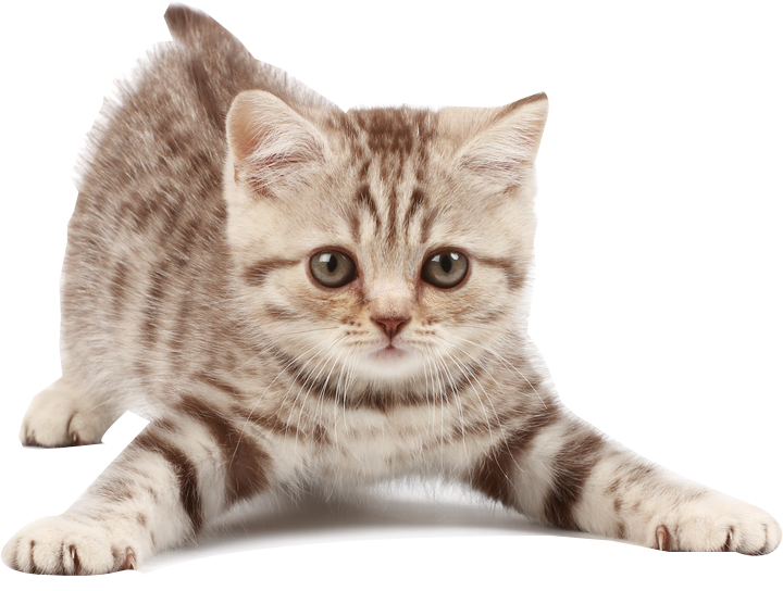 Chat
