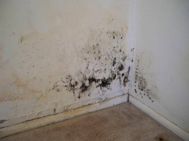 Pris sur "http://www.blog-hometesting.com/wp-content/uploads/2014/10/moisissure03.jpg"